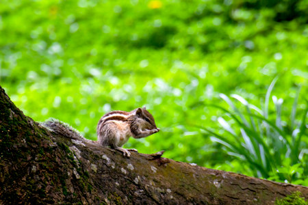 Chipmunk on a tree in a park in Vancouver, Canadaの写真素材