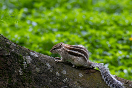 Chipmunk on a tree trunk in the forest, close-upの写真素材