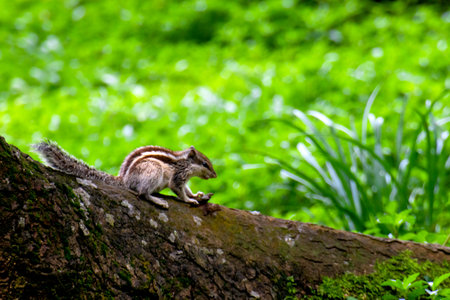 Chipmunk on a tree in the forest. The chipmunk is a species of rodent in the family Sciuridae.