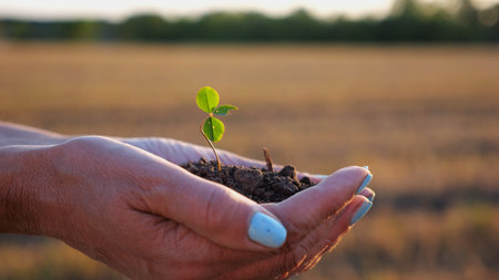 Female hands of farmer holding small green sprout at meadow at sunset. Agronomist getting ready to...
