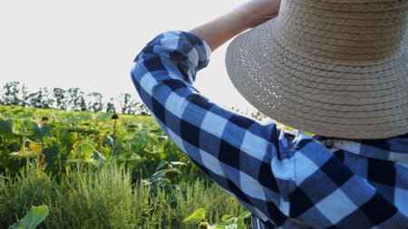 Farmer examining ripe sunflowers at field on sunny day. Female agronomist exploring plants at meadow. Beautiful scenic landscape. Concept of agriculture and agronomy business. Close up Slow motionの写真素材