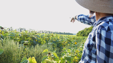 Farmer examining ripe sunflowers at field on sunny day. Female agronomist exploring plants at...