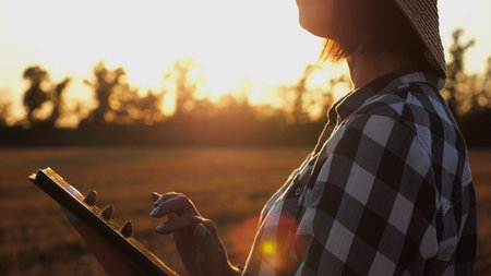 Female agronomist using digital tablet at wheat meadow at dusk. Farmer monitoring harvest at barley...