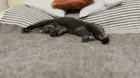 Pretty gray cat sleeping funny on back on the bed. Beautiful kitten resting at home. Cute kitten relaxing on sofa at house. Concept of adorable domestic animalの写真素材