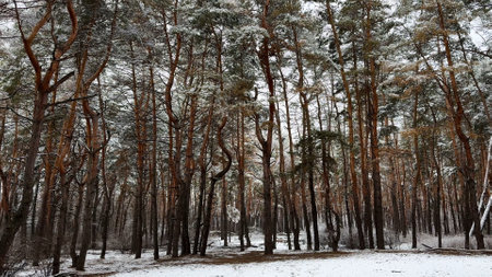 View on snowbound pine woodland at winter day. Snow-covered branches of coniferous trees at wild forest. Beautiful nature landscape at background. Tranquil and idyllic scene conceptの写真素材
