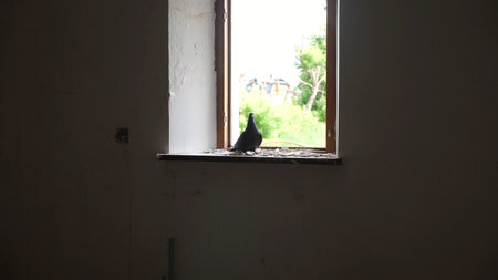 Pigeon sitting on windowsill of destroyed residential building at Kharkivska oblast. Ruined house after bomb attacks on ukrainian territory at background.の写真素材