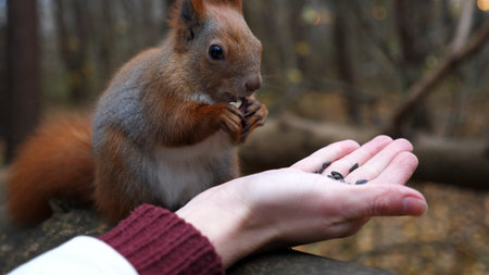 Wild fluffy squirrel taking nuts from female arm and gnawing it outdoor. Cute rodent eating food...