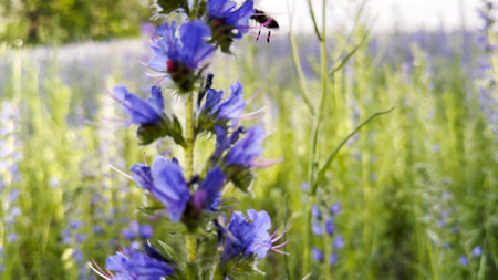 Honey bee pollinating spring blossom. Flying bee gathering pollen on purple flower at summer field. Bumble collecting nectar from wildflower at meadow. Hard work of little insect. Close upの写真素材