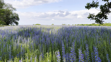 View to beautiful plantation of blooming purple flowers. Beautiful colorful floral background. Calm...