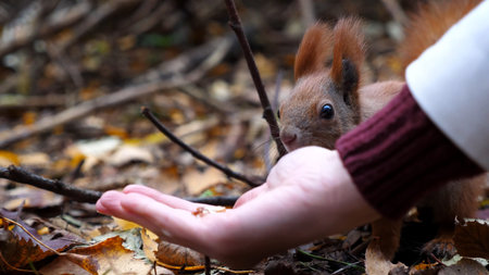 Wild fluffy squirrel taking nuts from female arm and gnawing it outdoor. Cute rodent eating food...