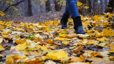 Female feet in boots going on fallen maple leaves at park. Legs of young woman stepping on yellow foliage at autumn forest. Girl walking along trail at wild nature. Close up Slow motionの写真素材