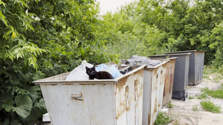 Black homeless cat lying in a dumpster at countryside. Stray kitten looking into camera from trash...