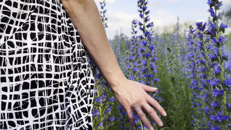 Female hand tenderly touching purple flowers at field. Woman moving her arm above blooming plants. Young girl strolling through floral meadow. Beautiful nature background. Close upの写真素材
