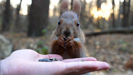 Cute rodent eating food from hand of young girl at forest. Wild fluffy squirrel taking sunflower...