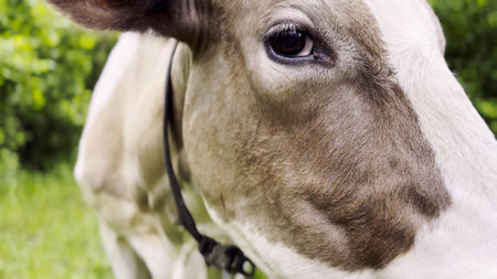 Close up to eye of cute gray cow at lawn. Sight of a friendly mammal animal at countryside. Profile of beautiful cow grazing outdoor. Cattle on pasture. Concept of livestock husbandryの写真素材