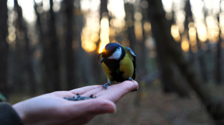 Small titmouse eating meal from arm of young girl against sunset at background. Little tomtit pecking food from a female hand at autumn. Woman feeding cute tit bird to sunflower seeds in forestの写真素材