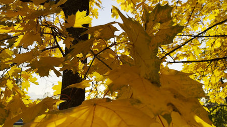 Golden maple leaves on tree branches gently swaying in the wind with sunlight at background. Lush autumn yellow foliage swinging on the breeze at forest. Beautiful colorful fall season. Close upの写真素材