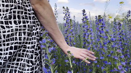 Female hand tenderly touching purple flowers at field. Woman moving her arm above blooming plants. Young girl strolling through floral meadow. Beautiful nature background. Close upの写真素材