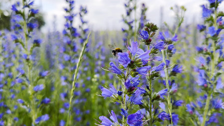 Honey bee pollinating spring blossom. Flying bee gathering pollen on purple flower at summer field. Bumble collecting nectar from wildflower at meadow. Hard work of little insect. Close upの写真素材