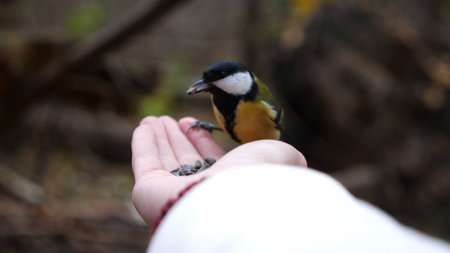 Woman feeding cute tit bird to sunflower seeds in forest. Small titmouse eating meal from arm of young girl outdoor. Beautiful tomtit pecking food from a female hand at autumn. Close up Slow motionの写真素材