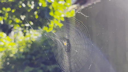 Spiderweb swaying in wind at garden with sunlight at background. Spider builds a cobweb outdoor. Beautiful nature scene on summer day. Concept of wildlife. Slow motionの写真素材