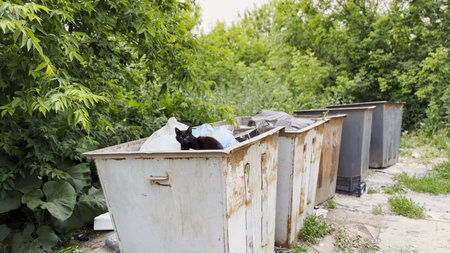 Black homeless cat lying in a dumpster at countryside. Stray kitten looking into camera from trash bin. Problem of protecting animals concept.の写真素材