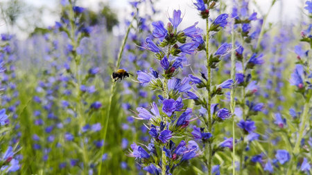 Honey bee pollinating spring blossom. Flying bee gathering pollen on purple flower at summer field....