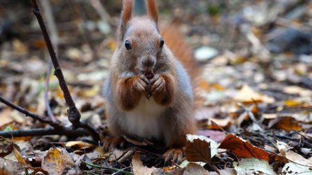 Wild fluffy squirrel gnawing nuts at forest. Cute brown rodent eating found walnuts at autumn park....