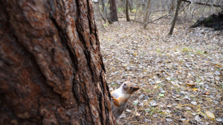 Wild fluffy squirrel running on a tree trunk at autumn forest. Cute brown rodent climbing on wood to the feeder at park. Pretty small sciurus searching food outdoor. Concept of wildlife. Slow motionの写真素材