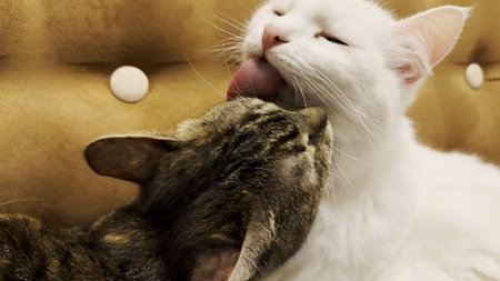 Beautiful domestic cats licking each other with tongues at home. Cute kittens taking care of fur each other at home. Family couple feline resting together. Concept of adorable animals. Close upの写真素材