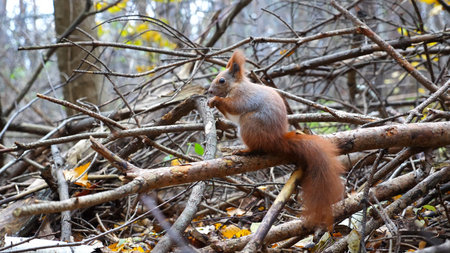 Wild fluffy squirrel sitting at wooden branch gnawing nuts at forest. Cute brown rodent eating found walnuts at autumn park. Pretty small sciurus chewing food outdoor. Concept of wildlifeの写真素材