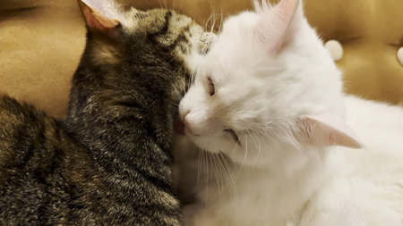 Beautiful domestic cats licking each other with tongues at home. Cute kittens taking care of fur...