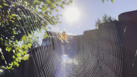 Spiderweb swaying in wind at garden with sunlight at background. Spider builds a cobweb outdoor....