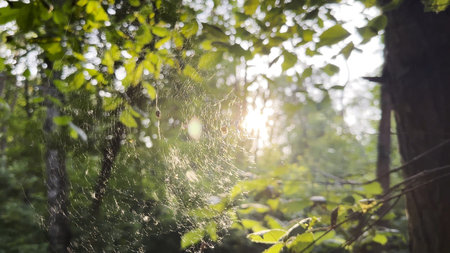 Spiderweb swaying in wind with sunlight at background. Spider builds a cobweb in forest. Beautiful...