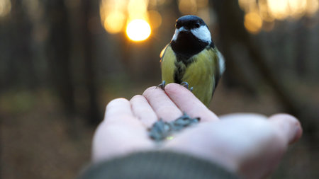 Small titmouse eating meal from arm of young girl against sunset at background. Little tomtit...