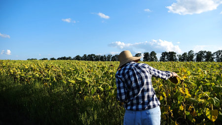 Female agronomist exploring plants at yellow meadow. Adult farmer examining ripe sunflowers at field...