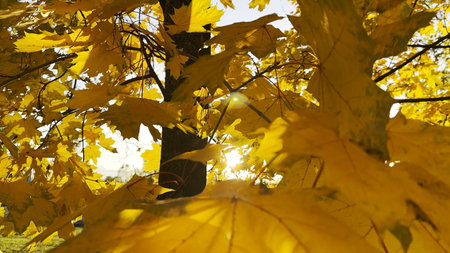 Golden maple leaves on tree branches gently swaying in the wind with sunlight at background. Lush...