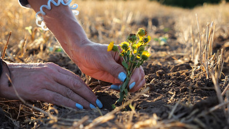 Female hands of farmer planting beautiful yellow flower in the ground at summer season. Arms of...