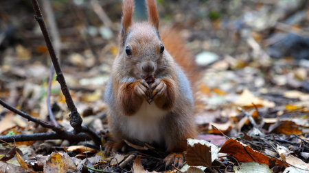 Wild fluffy squirrel gnawing nuts at forest. Cute brown rodent eating found walnuts at autumn park....