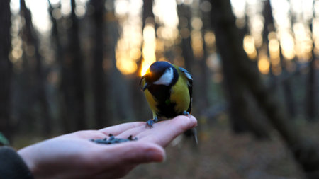 Small titmouse eating meal from arm of young girl against sunset at background. Little tomtit pecking food from a female hand at autumn. Woman feeding cute tit bird to sunflower seeds in forestの写真素材