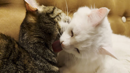Beautiful domestic cats licking each other with tongues at home. Cute kittens taking care of fur...