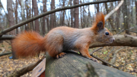 Curious brown rodent climbing on wooden branch and sniffing camera outdoor. Cute fluffy squirrel...