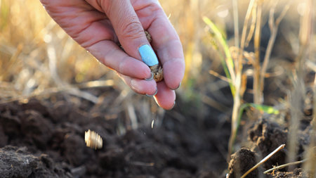 Close up to female hand of agronomist sowing seeds on plantation at sunset. Arm of adult farmer...