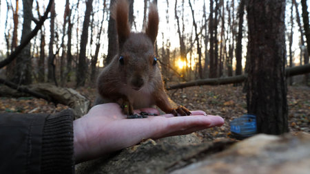 Cute rodent eating food from hand of young girl at forest. Wild fluffy squirrel taking sunflower seeds from female arm and gnawing it. Woman feeding hungry small sciurus against sunset at backgroundの写真素材