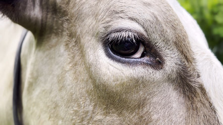 Close up to eye of cute gray cow at lawn. Sight of a friendly mammal animal at countryside. Profile of beautiful kine grazing outdoor. Cattle on pasture. Concept of livestock husbandryの写真素材
