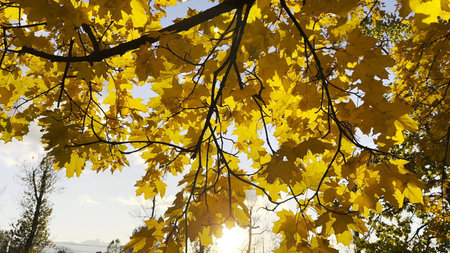 Golden maple leaves on tree branches gently swaying in the wind with sunlight at background. Lush...