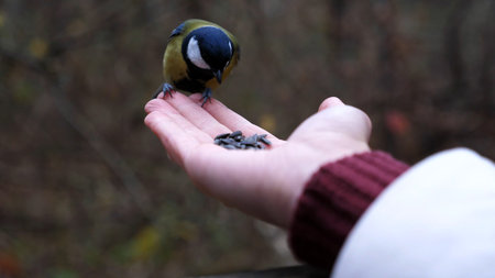 Woman feeding cute tit bird to sunflower seeds in forest. Small titmouse eating meal from arm of young girl outdoor. Beautiful tomtit pecking food from a female hand at autumn. Close up Slow motionの写真素材