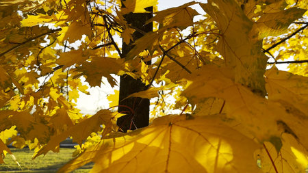 Golden maple leaves on tree branches gently swaying in the wind with sunlight at background. Lush autumn yellow foliage swinging on the breeze at forest. Beautiful colorful fall season. Close upの写真素材