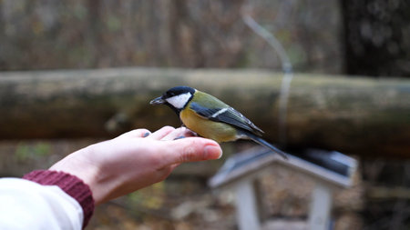 Person feeding cute tit bird with sunflower seeds. Small titmouse eating meal from arm of young...
