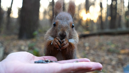 Cute rodent eating food from hand of young girl at forest. Wild fluffy squirrel taking sunflower seeds from female arm and gnawing it. Woman feeding hungry small sciurus against sunset at backgroundの写真素材